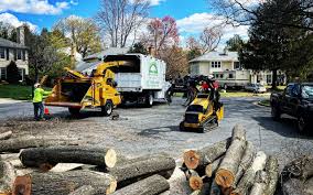 Best Tree Removal  in Willmsburg, IA