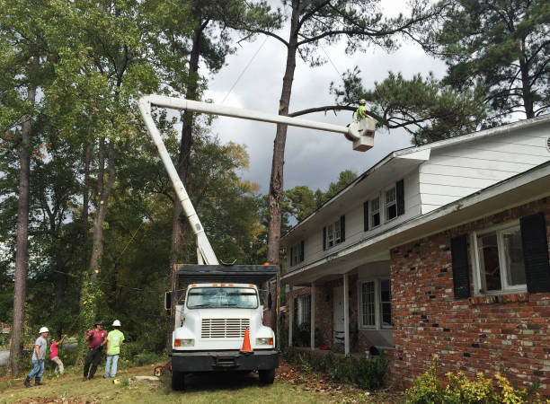 Best Emergency Tree Removal  in Willmsburg, IA