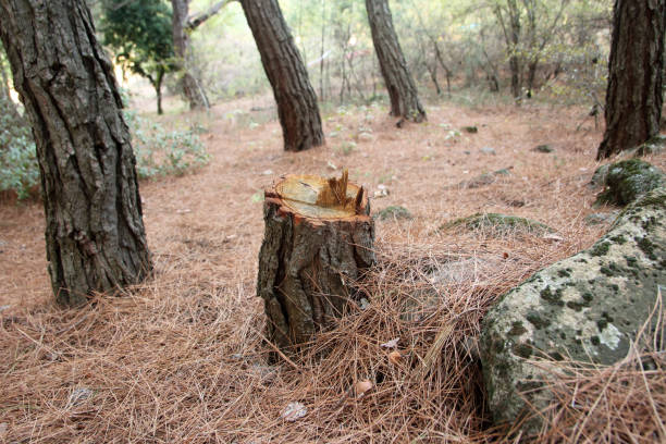 Professional Tree Removal Services in Williamsburg, IA