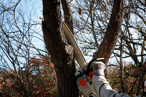 Best Palm Tree Trimming  in Willmsburg, IA