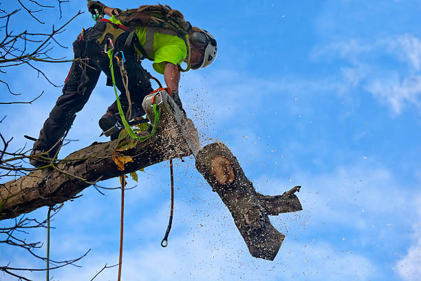 Best Tree Trimming and Pruning  in Willmsburg, IA