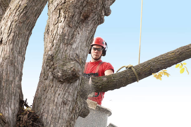 How Our Tree Care Process Works  in  Williamsburg, IA